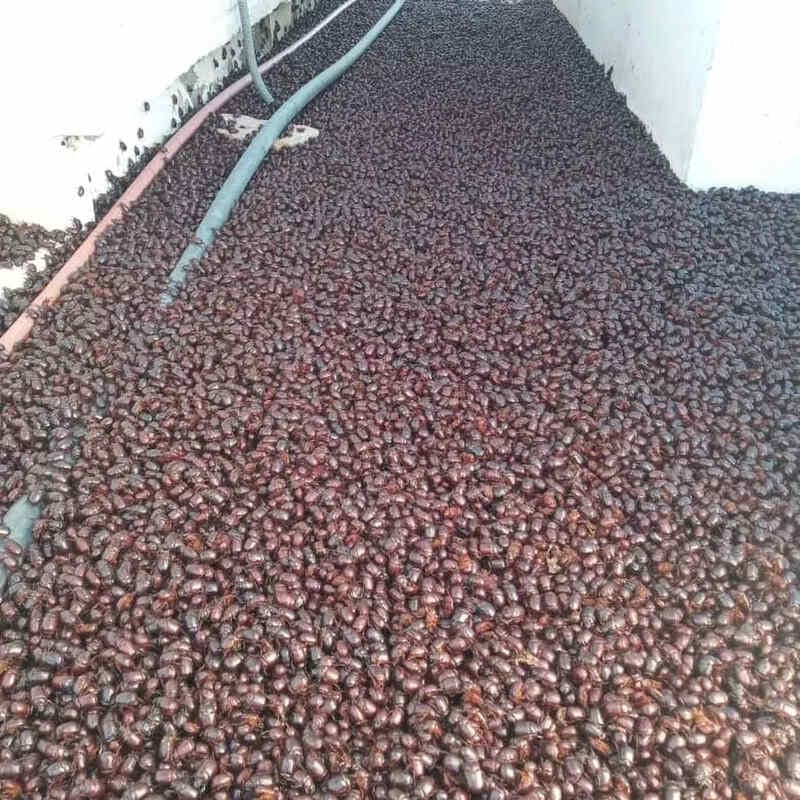 Vídeo: onda de calor causa invasão de besouros em cidade argentina