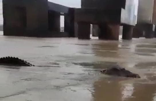 VÍDEO: Pescadores registram imagem de um jacaré gigante