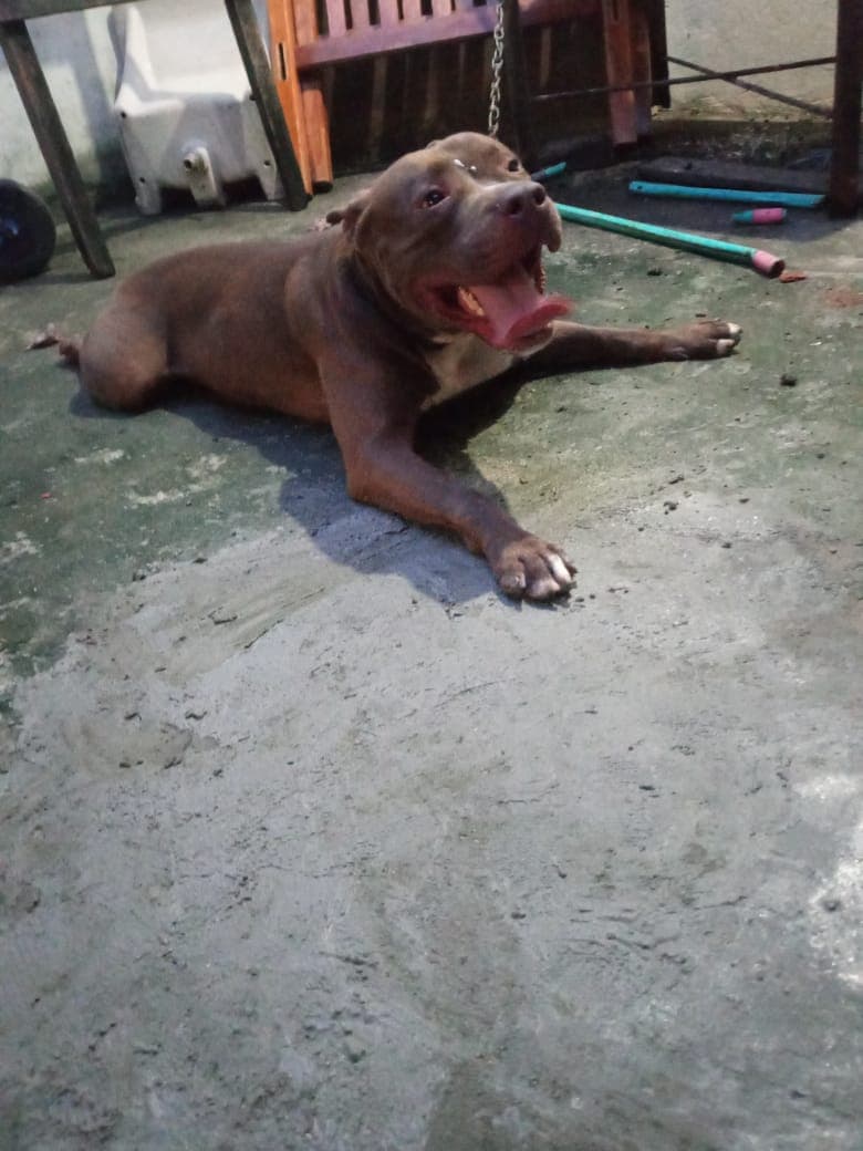 Idosa é atacada por Pitbull em Manaus