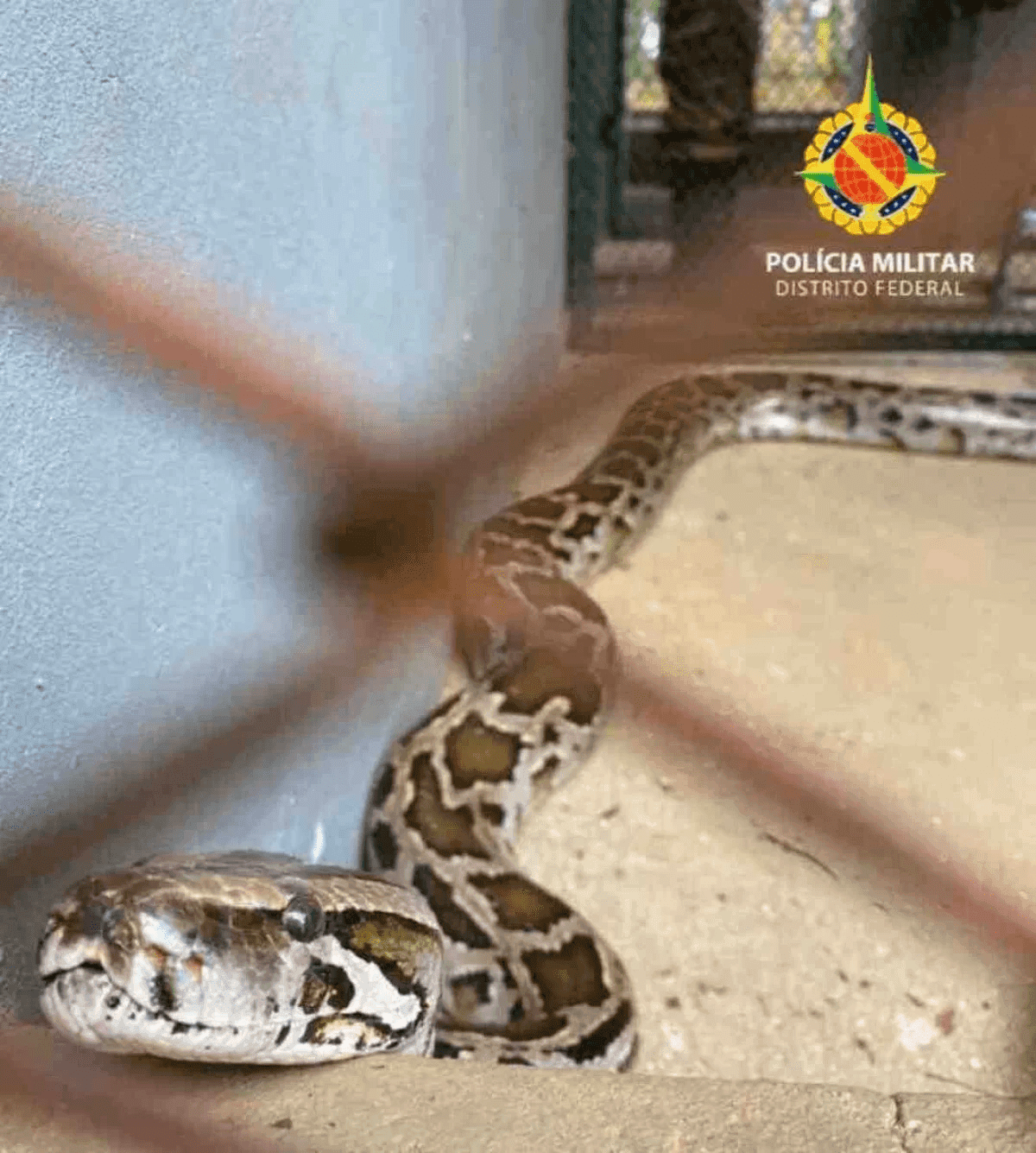 Cobra píton da Ásia é confundida com Jibóia e liberada em mata do Distrito Federal
