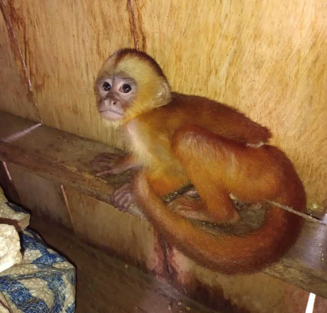 Agentes da Base Arpão apreendem armas e animais silvestres no rio Aruã