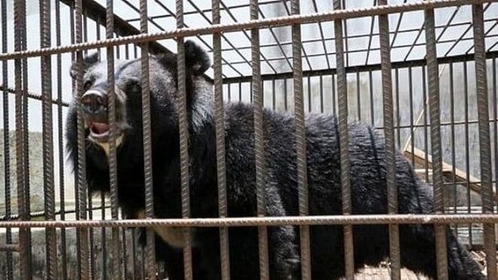 Mulher compra ‘filhote de cachorro’ e após dois anos descobre que é um urso