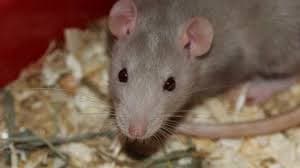 Vereadora de Paris sugere “maior conhecimento” sobre ratos para aprender a conviver com eles