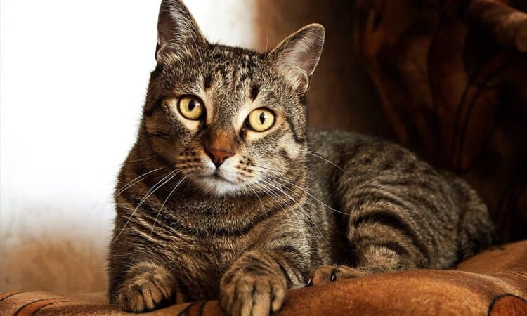 Em alusão ao dia internacional do gato, saiba o que é Catnip