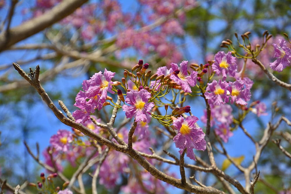 Vias públicas para curtir arborização em Manaus