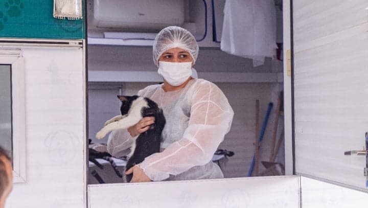 CCZ divulga calendário de castrações de cães e gatos em Manaus