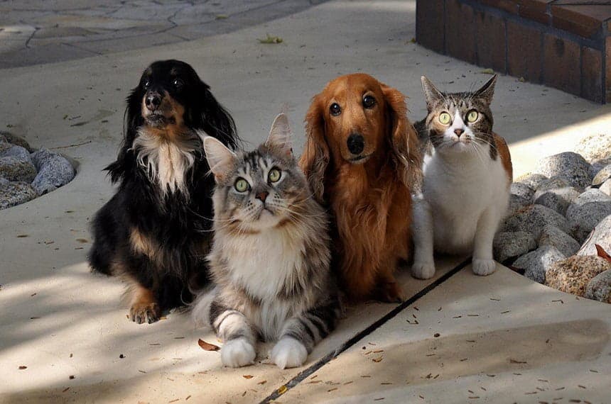 Ministério do Meio Ambiente retoma pesquisa sobre políticas de proteção a cães e gatos