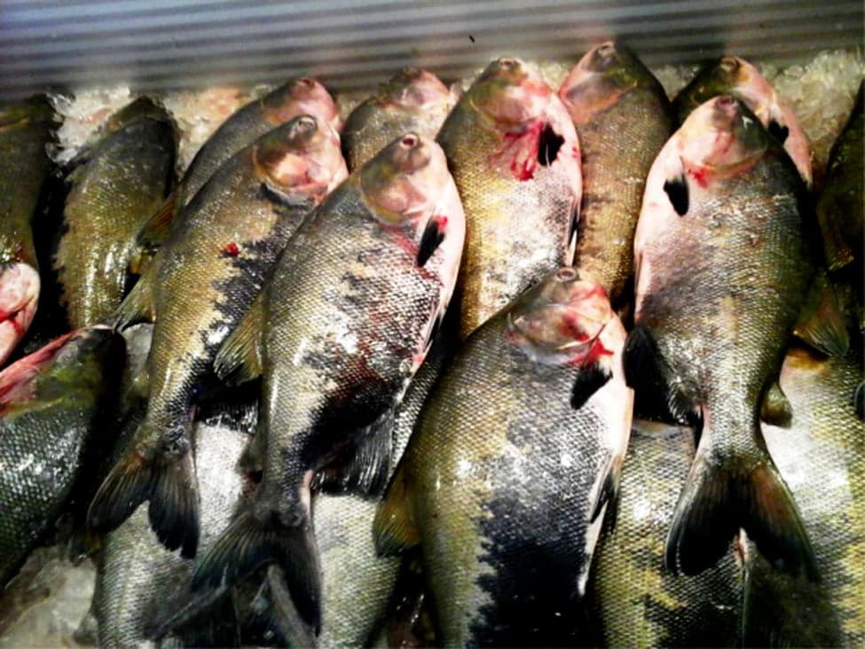 Amazonas registrou 106 casos da doença de Haff