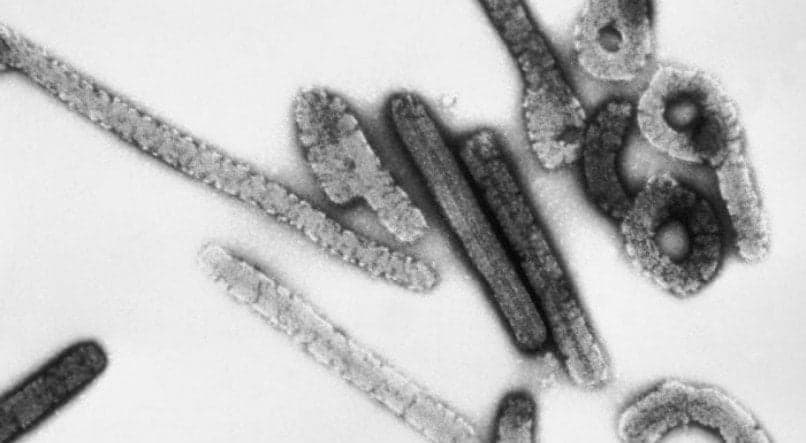 OMS confirma surto de vírus com mortalidade de 88% na África