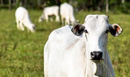 Pará confirma caso de vaca louca no interior do estado