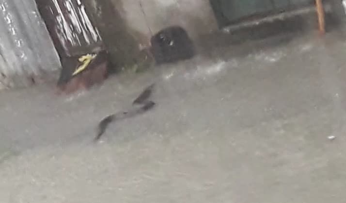 Veja vídeo: Sucuri surge durante enxurrada e assusta morador do Grande Vitória