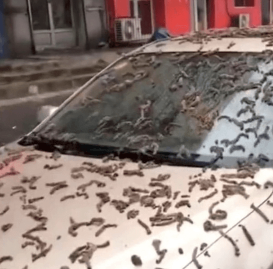 “Chuva de vermes” assusta pedestres. Veja vídeo