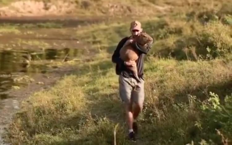 Ibama devolve capivara Filó para Agenor após decisão judicial