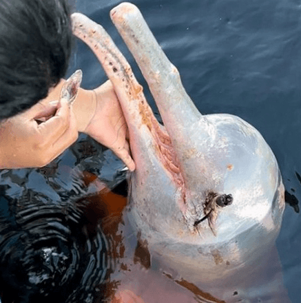 Boto vai passar por cirurgia para retirada de arpão no olho
