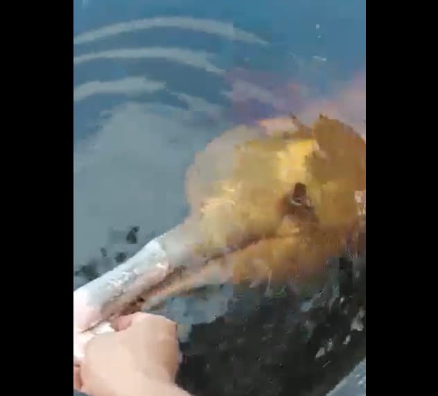 VÍDEO: Boto rosa tem olho perfurado e moradores pedem ajuda