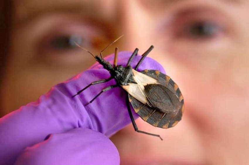 AM registra 8 casos de Doença de Chagas