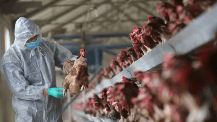 Gripe Aviária: Coreia do Sul, Canadá e África do Sul suspendem compra de frango do Brasil