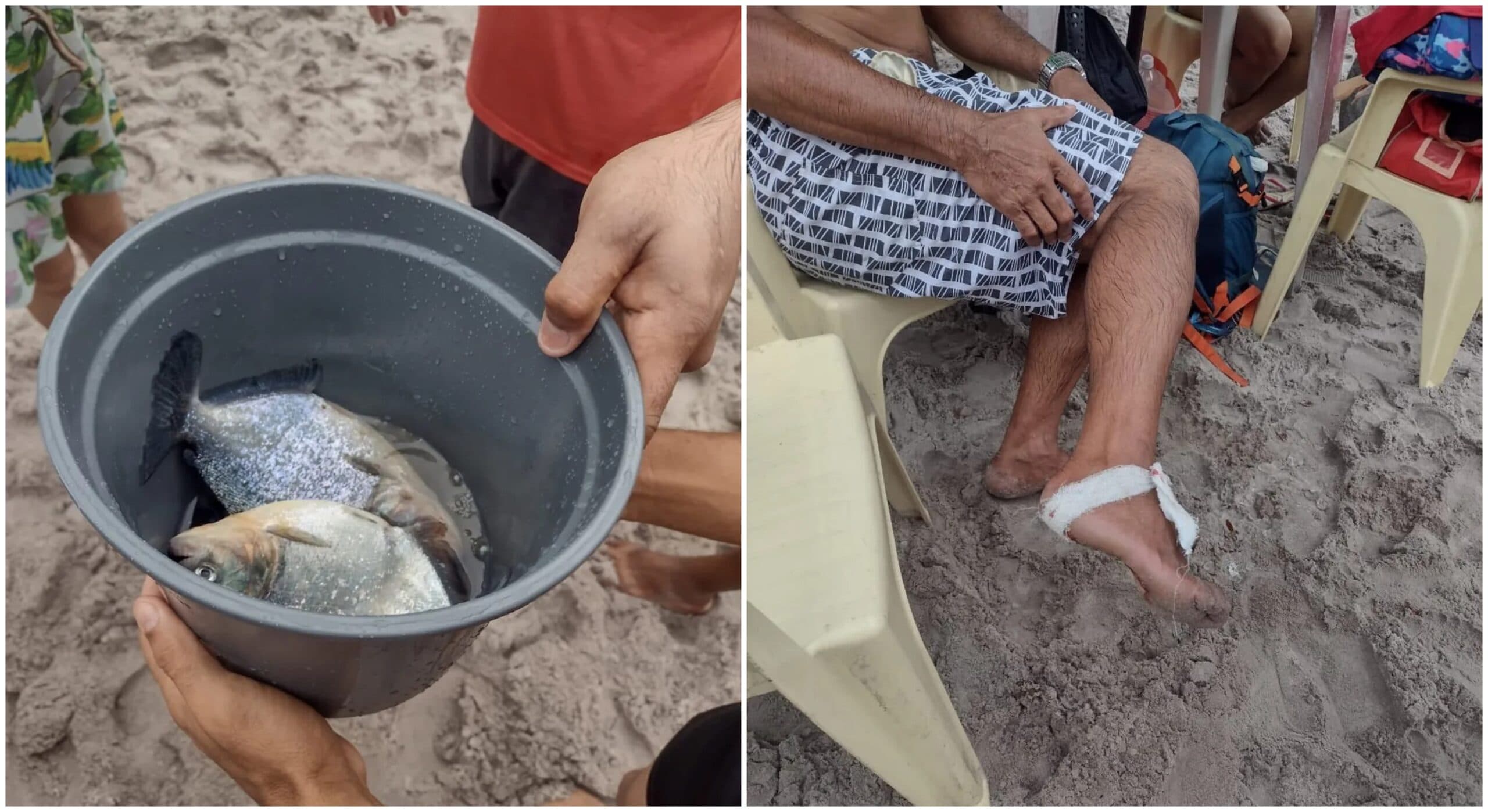 Piranhas atacam banhistas e deixam oito feridos em Manaus