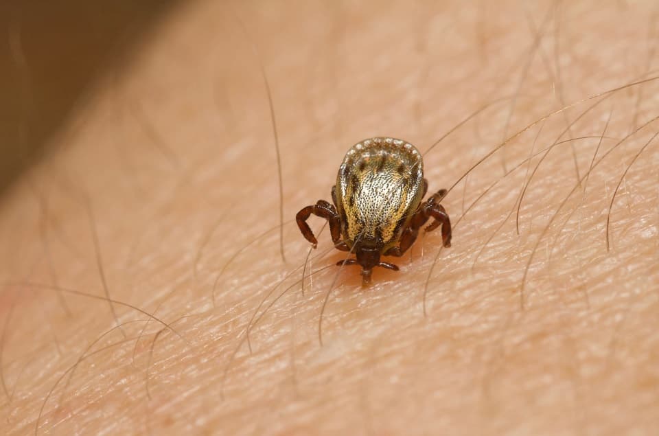 Febre maculosa: conheça sintomas e saiba como evitar infecção