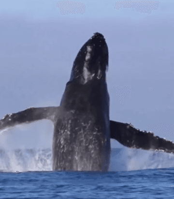 VÍDEO: Baleia é flagrada dando show de acrobacia em praia no RJ