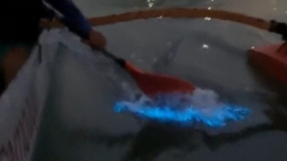 VÍDEO: Remadores registram fenômeno luminoso em águas de Florianópolis