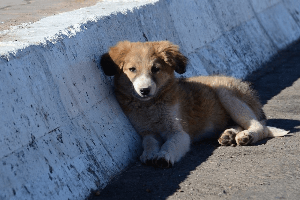 Justiça do Amazonas passa a emitir certidão de antecedentes de maus-tratos a animais