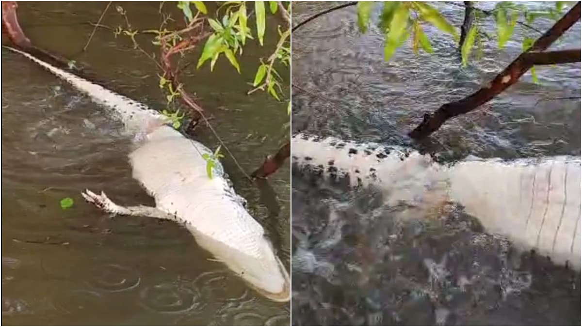 VÍDEO: Pescadores flagram jacaré sendo devorado por piranhas no TO