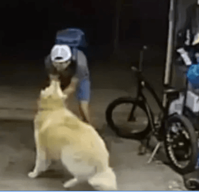 VÍDEO: ladrão interrompe furto para fazer carinho em cão e cena viraliza; “Você é tão legal”