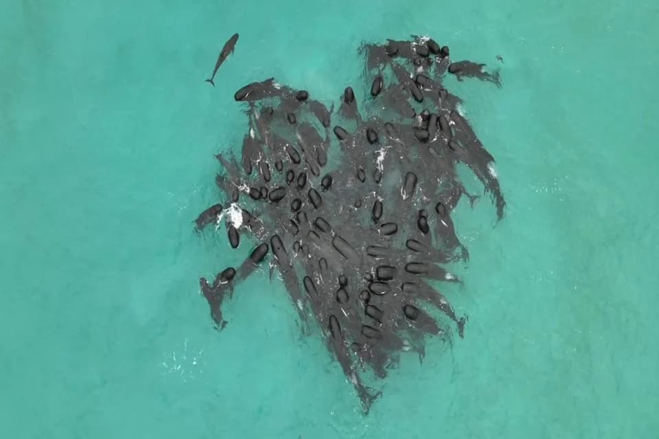 Baleias se unem em formato de coração momentos antes de morrerem