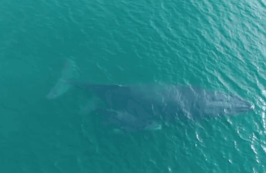 VÍDEO: Baleia e seu filhote são flagrados passeando em praia no RJ