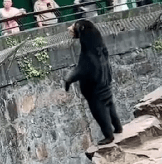 VÍDEO: na China, zoológico nega que urso seja homem fantasiado