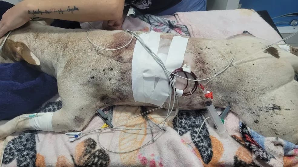 Pitbull morre após ser baleado e gera briga entre vizinhos, em Palmas