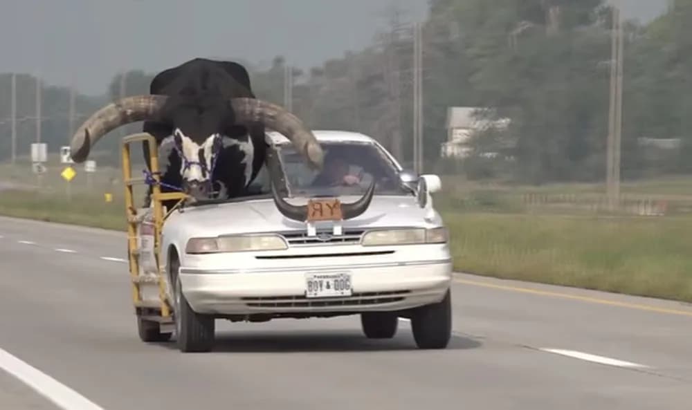 VÍDEO: Touro gigante é filmado no banco de passageiro de carro nos EUA