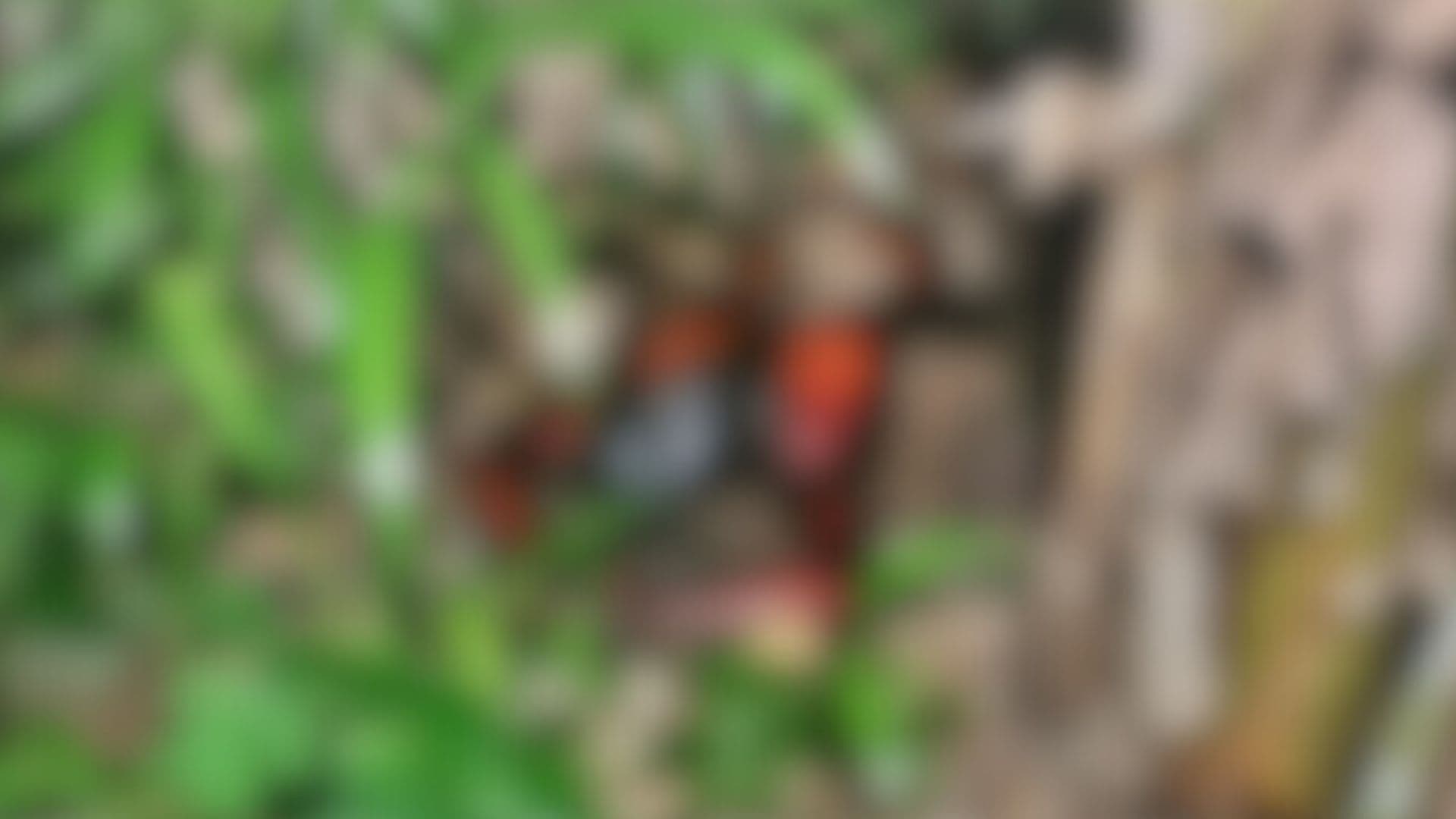 Corpo é encontrado em estado de decomposição com mãos e pés amarrados, em Manaus