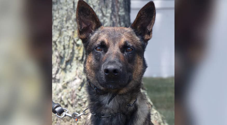 Conheça Yoda, o cachorro que capturou o brasileiro fugitivo nos EUA