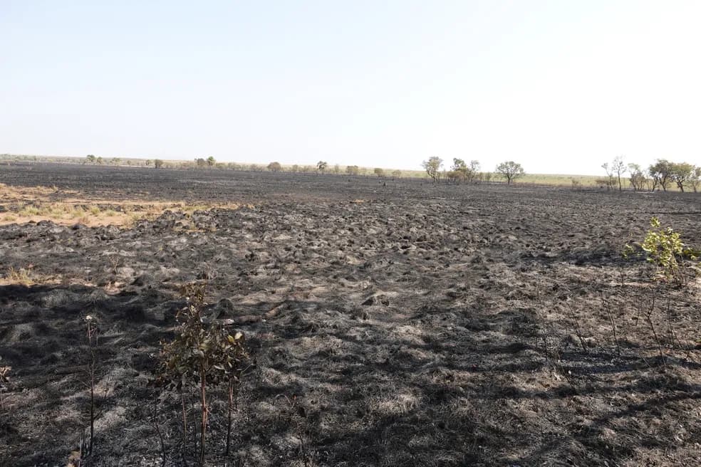 Fogo destrói campo de capim dourado no Jalapão, no Tocantins