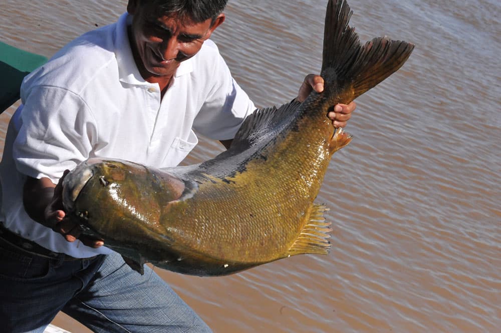 Tambaqui entra no período de defeso reprodutivo até março de 2024