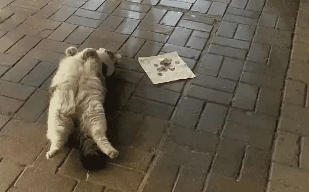 Vídeo: Nas ruas de Istambul, gata usa “fofura” para ganhar dinheiro