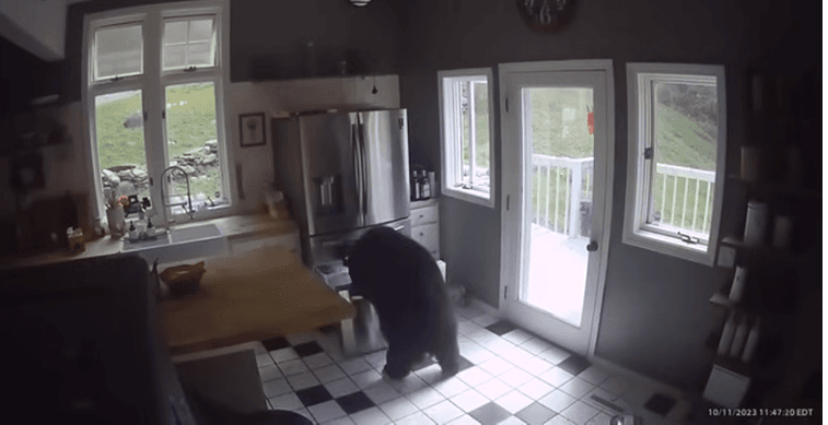 Vídeo: Urso arromba porta, invade cozinha e furta lasanha do congelador
