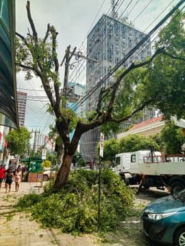 Amazonas Energia retira árvores na Avenida Eduardo Ribeiro