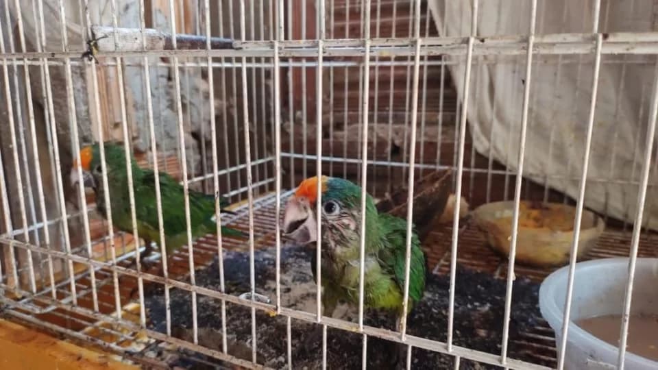Mulher é multada por manter aves silvestres em gaiolas dentro de casa