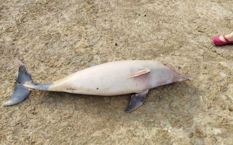 Mais de 20 botos são encontrados mortos em Coari