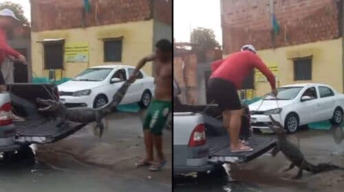 VÍDEO: Jacarés aparecem em avenida de Manaus durante chuva