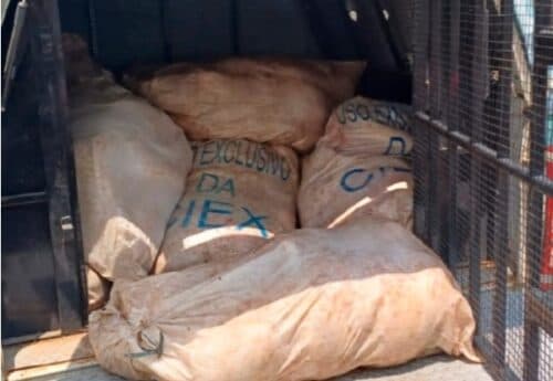 Homem é preso com 680 kg de pirarucu no Porto de Manaus