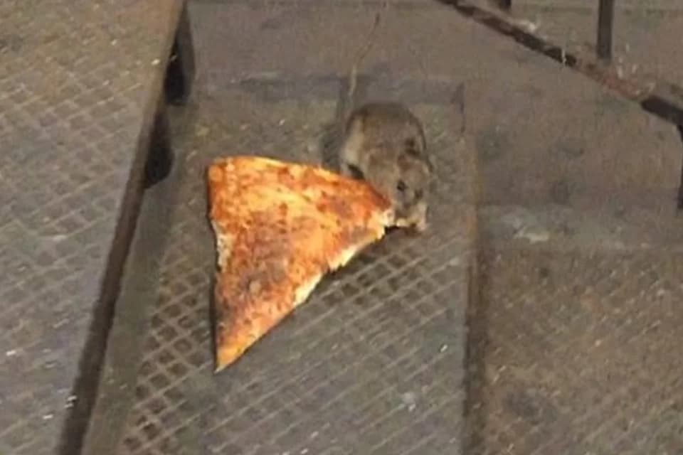 VÍDEO: Ratos são flagrados em disputa por pedaço de pizza