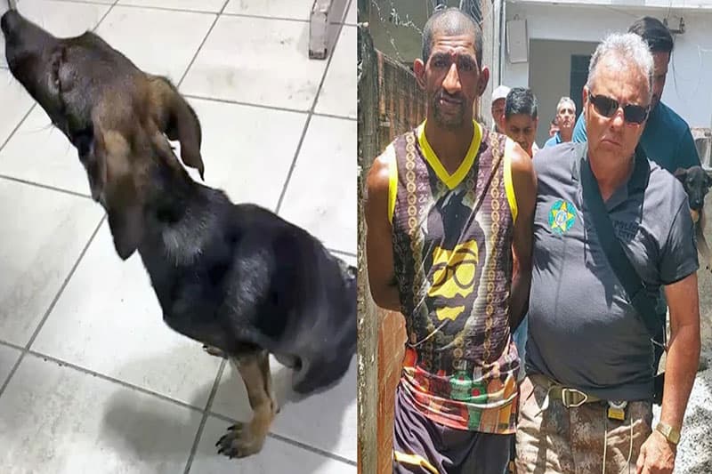 Homem é preso após espancar cãozinho e deixá-lo paraplégico