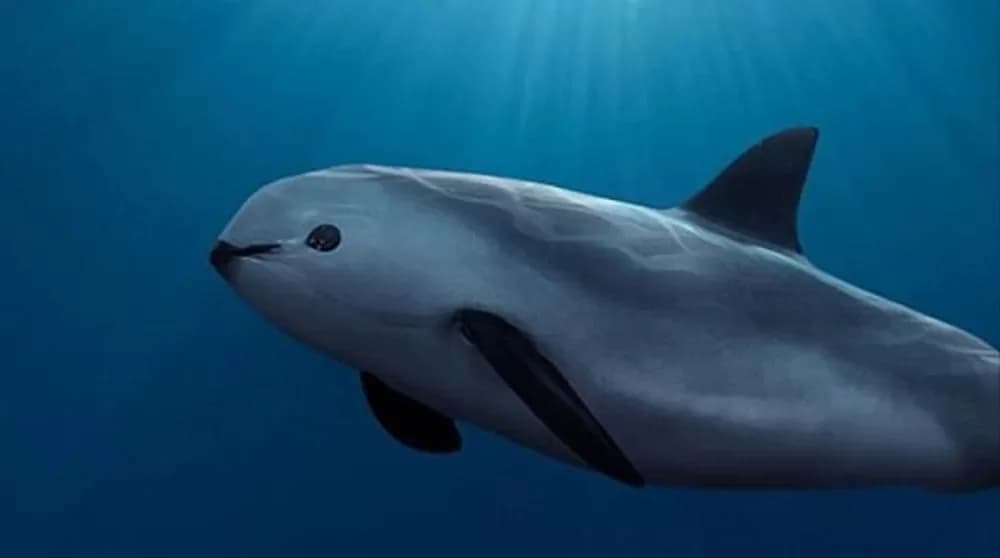 Conheça a vaquita, o mamífero mais ameaçado do mundo
