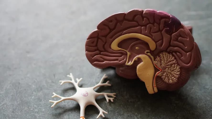 Alzheimer: novo estudo aponta sinal precoce da doença