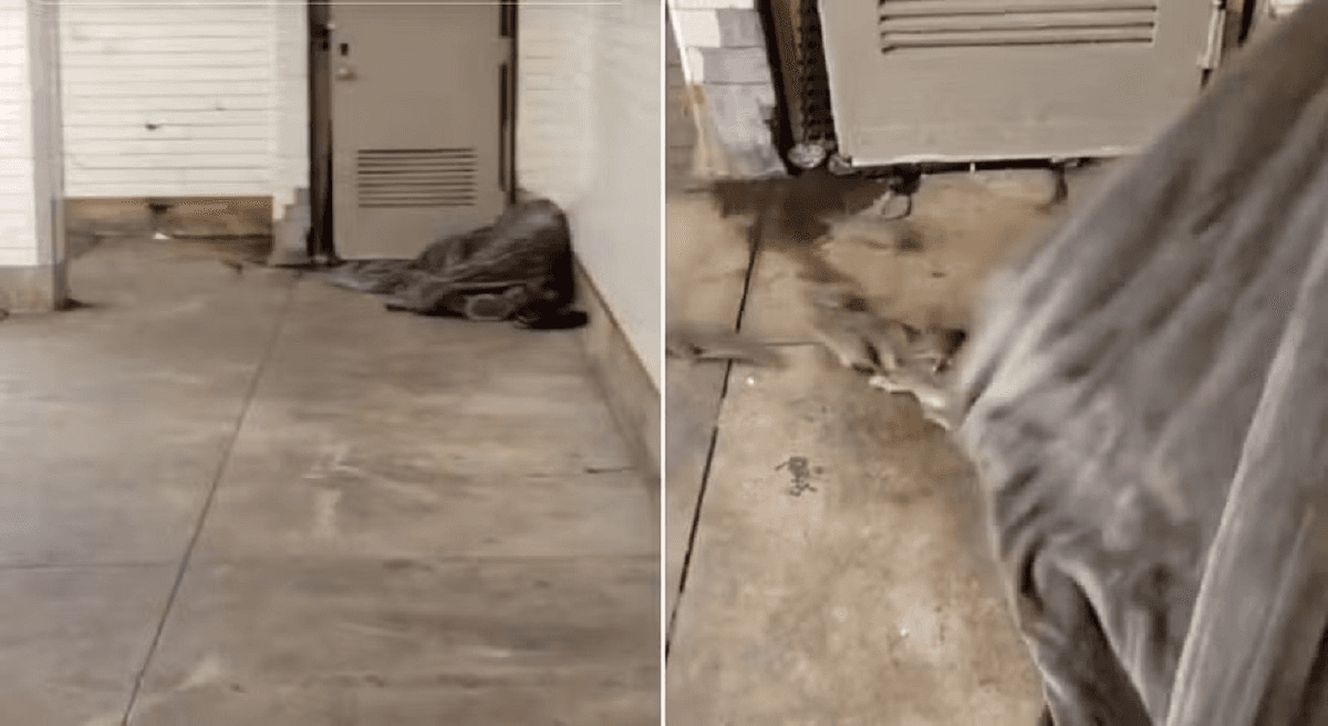 VÍDEO: Dezenas de ratos fogem do cobertor de sem-teto em NY