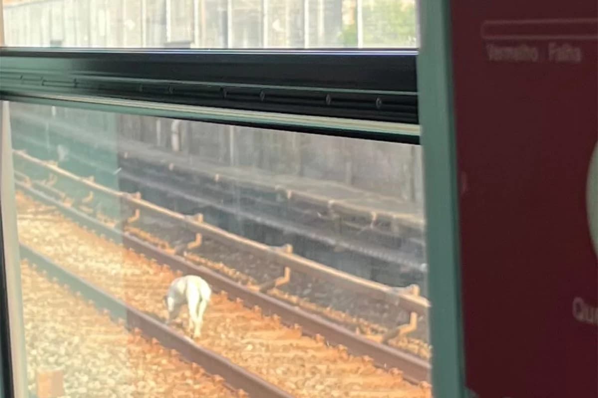VÍDEO: Cachorro invade trilhos do Metrô de SP e provoca atrasos